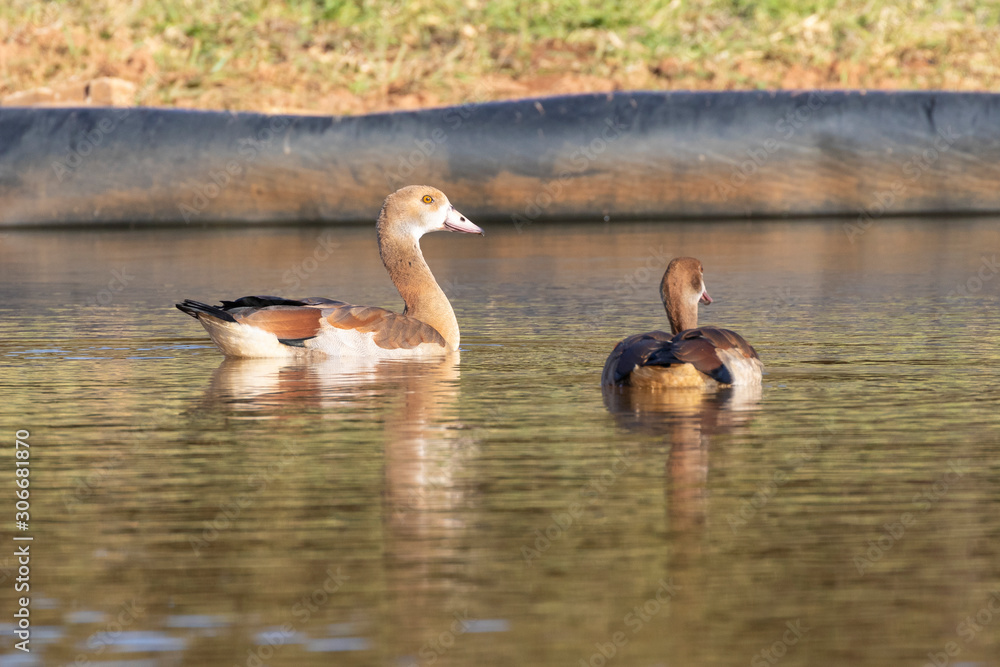 Juvenile Egyptian Goose, Alopochen aegyptiaca, swimming in a dam Juvenile Egyptian Goose, Alopochen aegyptiaca, swimming in a dam