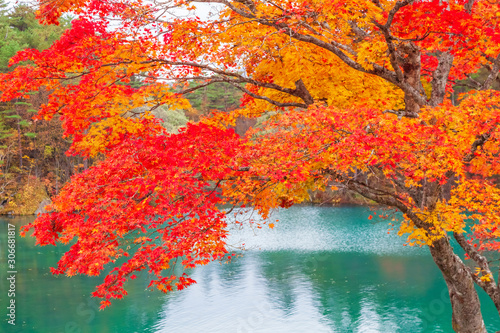 Fototapeta Naklejka Na Ścianę i Meble -  View of Goshiki-numa Five Colour Pond in Autumn, Urabandai, Fukushima, Japan
