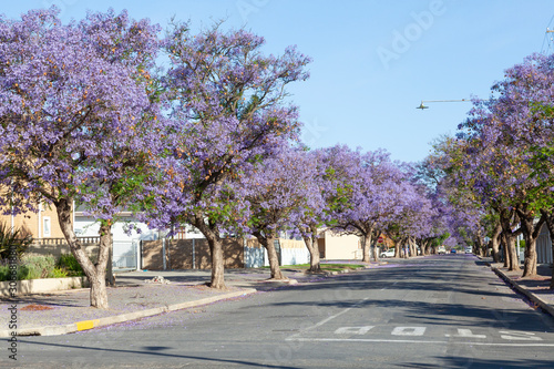 Purple Jacaranda trees (Jacaranda mimosifolia) flowering in spring, Robertson, South Africa