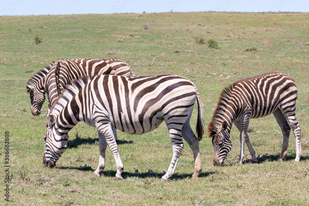 Obraz premium Burchell's Zebra, Equus quagga burchellii, Addo Elephant National Park, Eastern Cape, South Africa grazing with foal in grassland