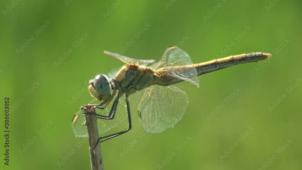 Dragonfly is order Odonata, sitting on dry stem of grass against blue sky and of background green. Macro insect. View macro in wildlife Dragonfly is order Odonata, sitting on dry stem of grass against blue sky and of background green. Macro insect. View macro in wildlife