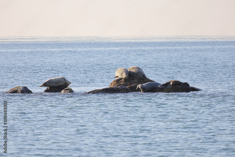 Fototapeta premium Seals (spotted seal, largha seal, Phoca largha) laying on the rock in sea water in sunny day on ocean horizon background. Wild spotted seal sanctuary. 