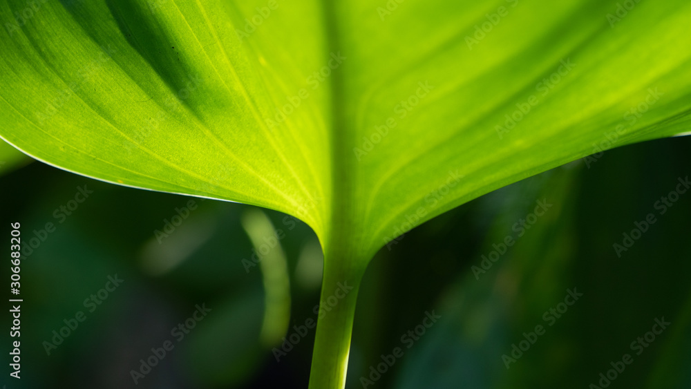 Green leaf Green leaf