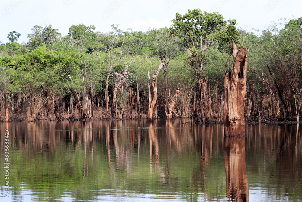 beautiful reflection of trees in the river - Rio Negro, Amazon, Brazil, South America beautiful reflection of trees in the river - Rio Negro, Amazon, Brazil, South America