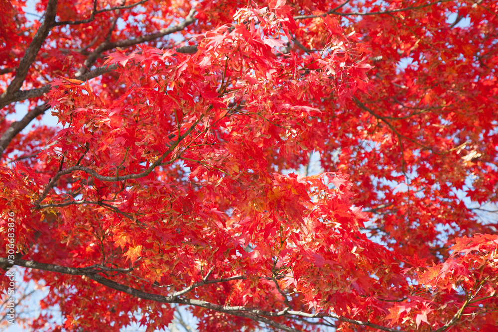 Red colorful maple leaf, Towada lake, caldera lake, Autumn season, Aomori, Japan. Red colorful maple leaf, Towada lake, caldera lake, Autumn season, Aomori, Japan.