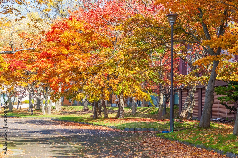 Naklejka premium View of Towada lake, caldera lake, Autumn season, Aomori, Japan.