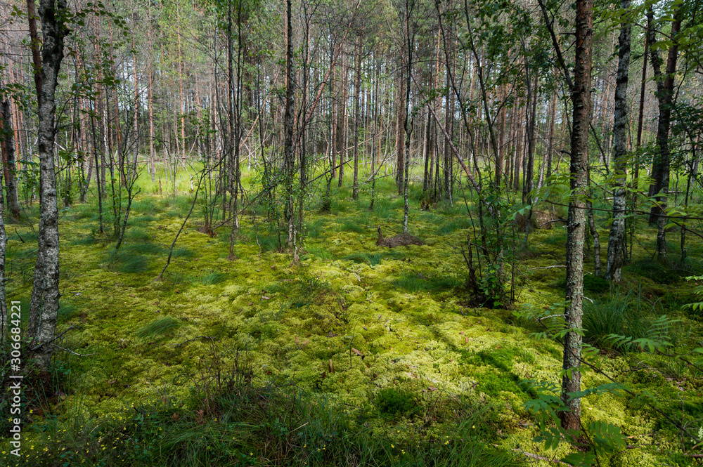 Fototapeta premium Green moss and young birch and pine trees in forest swamp in spots of sunlight 