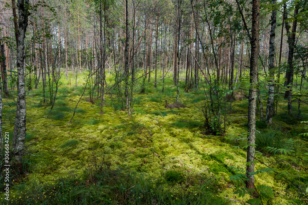 Green moss and young birch and pine trees  in forest swamp in spots of sunlight 