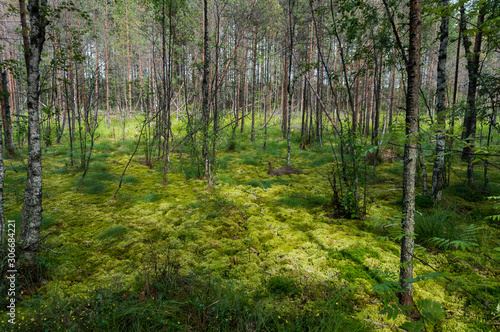 Green moss and young birch and pine trees in forest swamp in spots of sunlight 