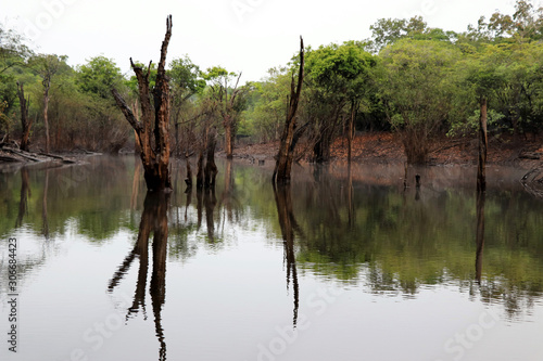 beautiful reflection of trees in the river - Rio Negro, Amazon, Brazil, South America © Christian
