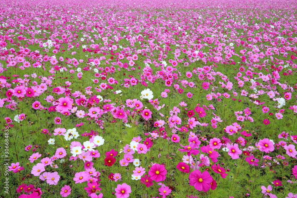Fototapeta premium 高須のコスモス畑（高知県高知市）