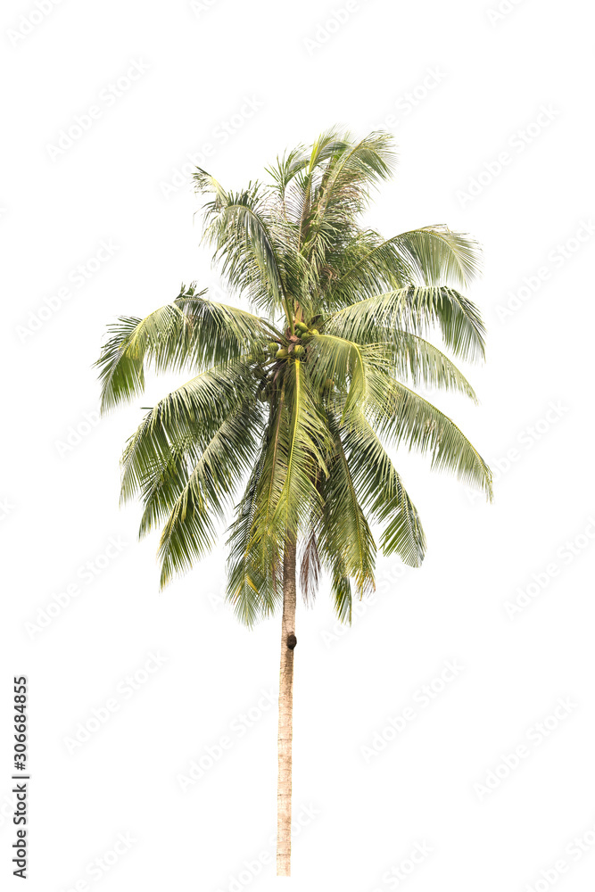 Obraz premium Green tree isolated on white background
