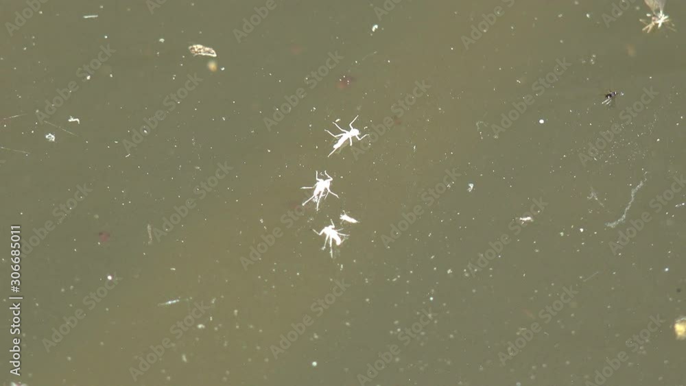 Dirty water on surface of forest swamp, insect skins and underwater life at shallow depth. View macro in wildlife Dirty water on surface of forest swamp, insect skins and underwater life at shallow depth. View macro in wildlife