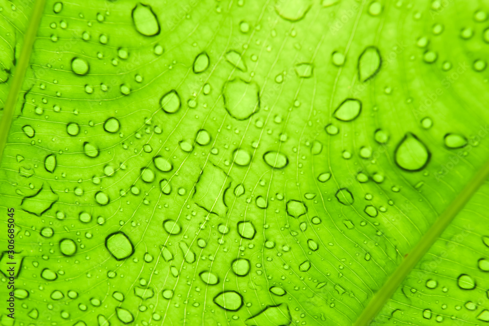 drop of water on green caladium leaf pattern