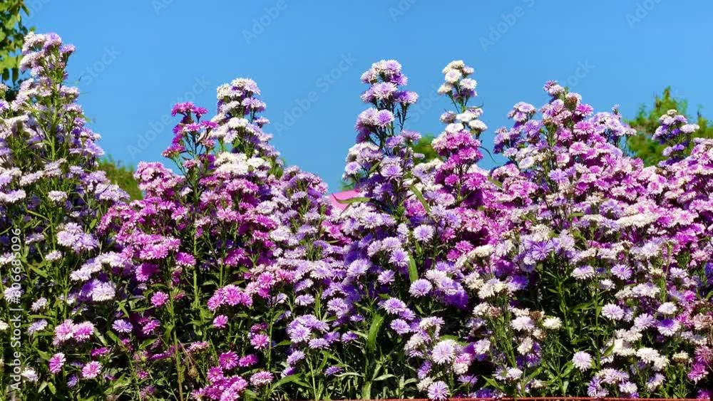Beautiful view purple colors Margaret flowers in bloom over blue sky nature backgrounds Beautiful view purple colors Margaret flowers in bloom over blue sky nature backgrounds