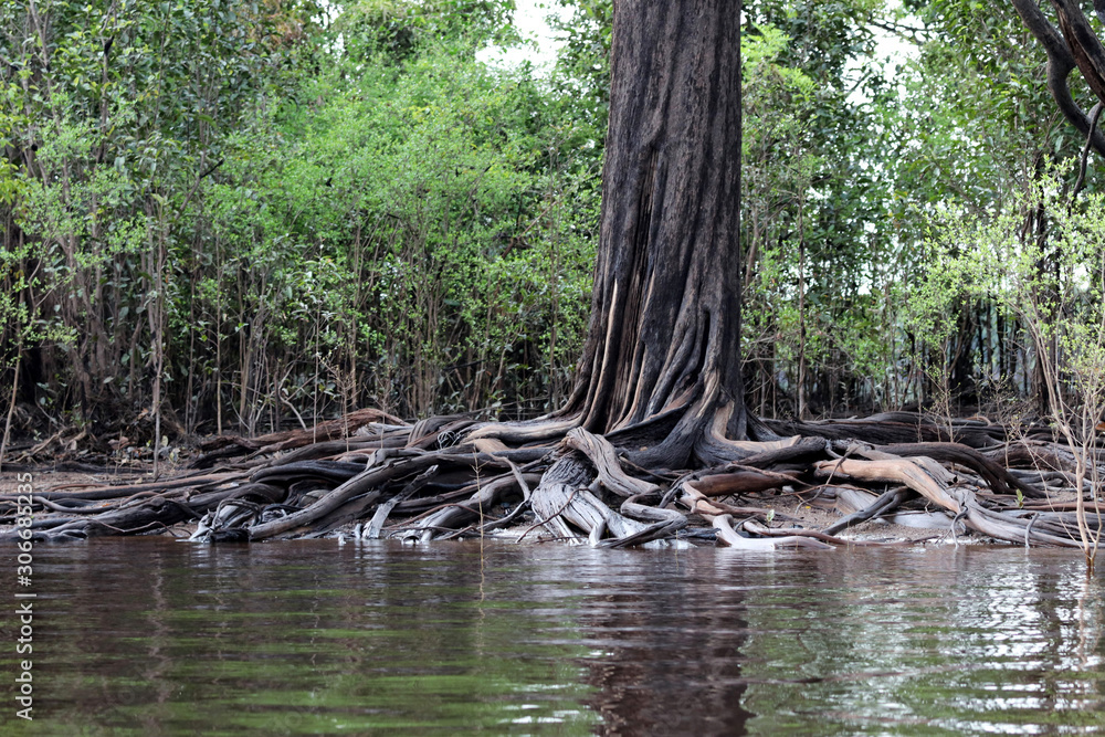 beautiful reflection of trees trunks in the river - Rio Negro, Amazon, Brazil, South America beautiful reflection of trees trunks in the river - Rio Negro, Amazon, Brazil, South America