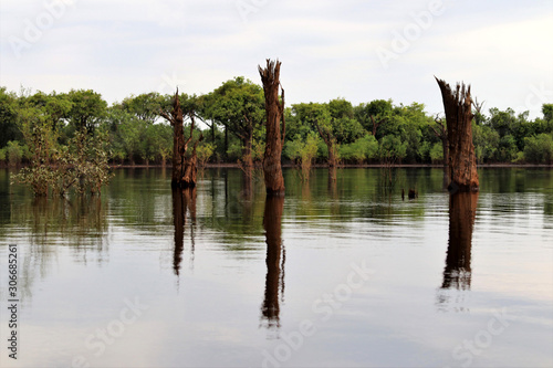 beautiful reflection of trees trunks in the river - Rio Negro, Amazon, Brazil, South America © Christian