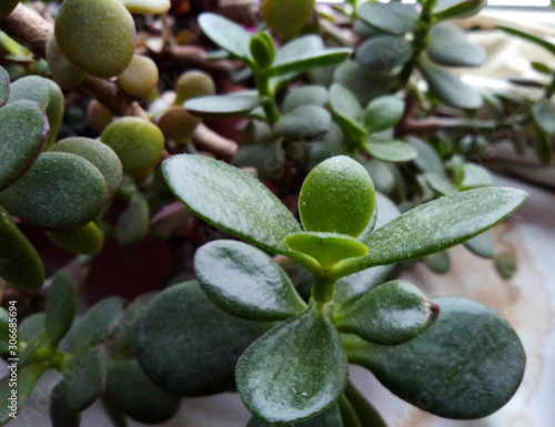 Money tree, its leaves, useful green color photo