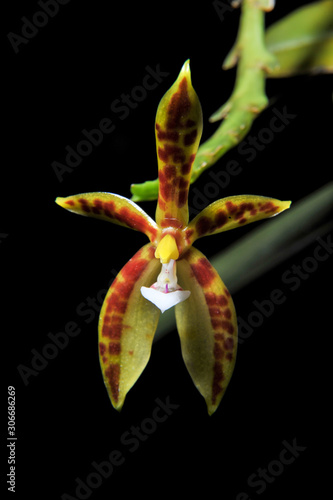 Orchid flowers in the forests of Southeast Asia On a black background