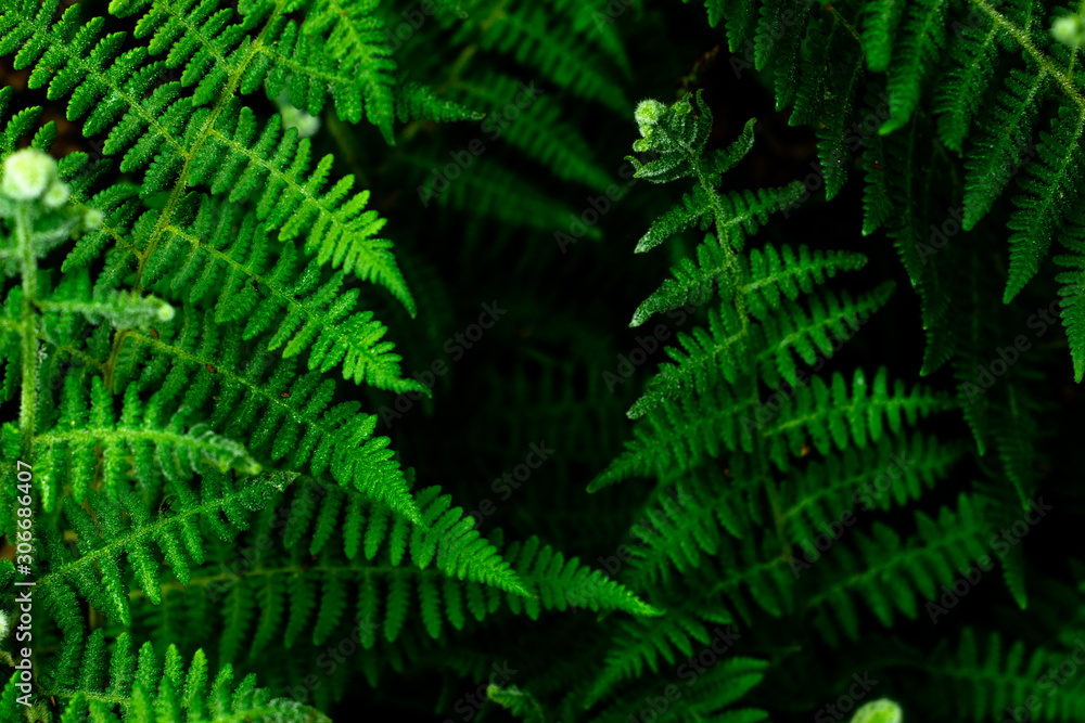 Closeup nature view of green leaf on blurred greenery background in garden with copy space using as background natural green plants landscape, ecology, fresh wallpaper concept, slective focus . Closeup nature view of green leaf on blurred greenery background in garden with copy space using as background natural green plants landscape, ecology, fresh wallpaper concept, slective focus .
