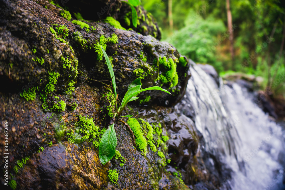 moss on the rocks moss on the rocks