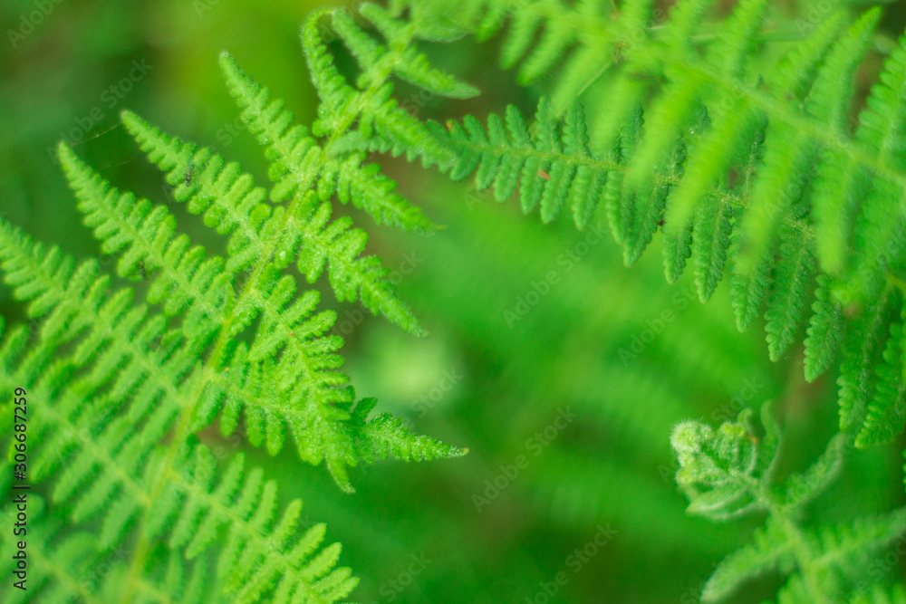 Closeup nature view of green leaf on blurred greenery background in garden with copy space using as background natural green plants landscape, ecology, fresh wallpaper concept, slective focus . Closeup nature view of green leaf on blurred greenery background in garden with copy space using as background natural green plants landscape, ecology, fresh wallpaper concept, slective focus .