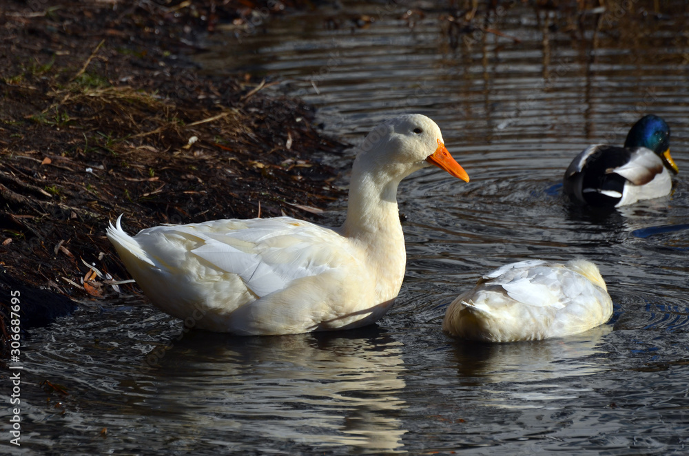 Wild ducks live on a lake in a residential area of Kiev Wild ducks live on a lake in a residential area of Kiev