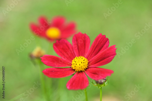 Cosmos flowers are red