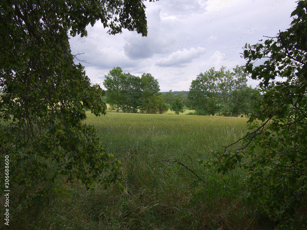 Obraz premium Beautiful countryside landscape between the trees.