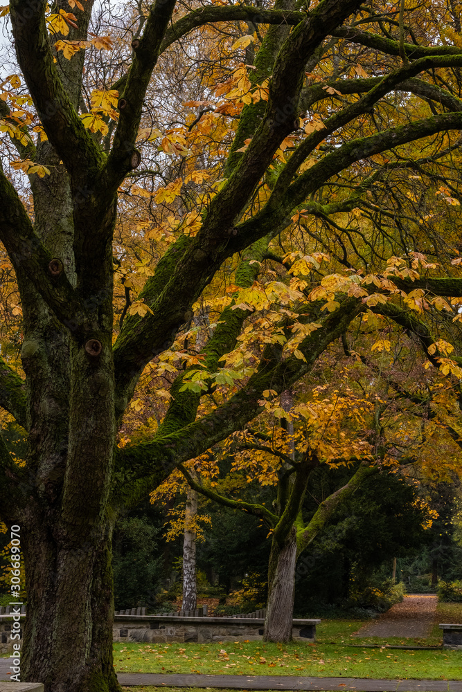 Fototapeta premium autumn tree