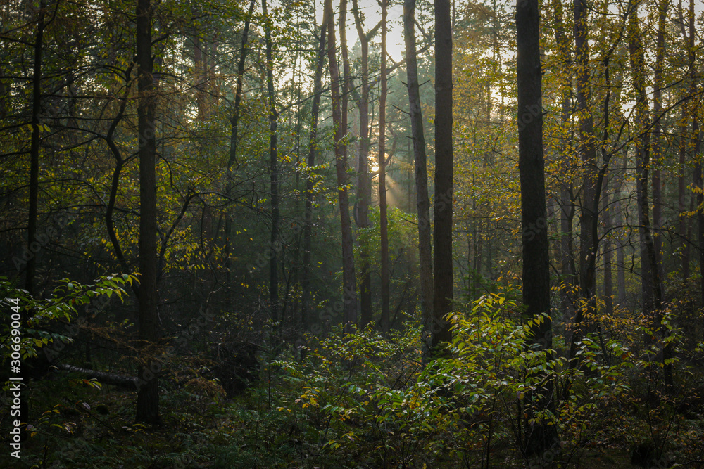 Fototapeta premium Forest - Thüle