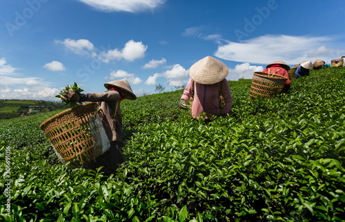 Tea pickers, Central Highlands, Vietnam