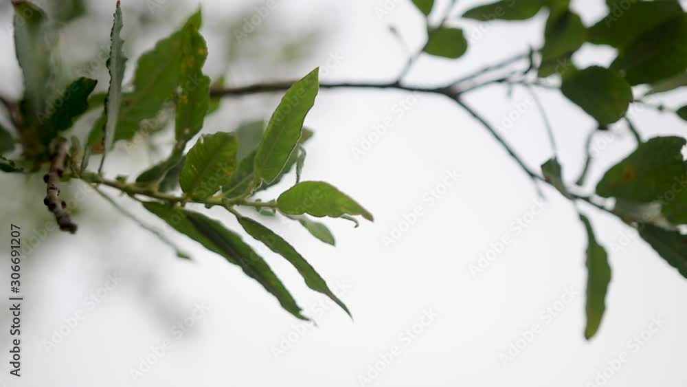 branch with green leaves with sky background branch with green leaves with sky background