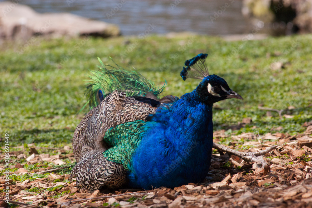 Fototapeta premium Pavo Real