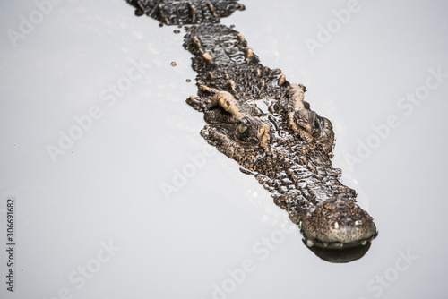 Crocodile diving in the water.