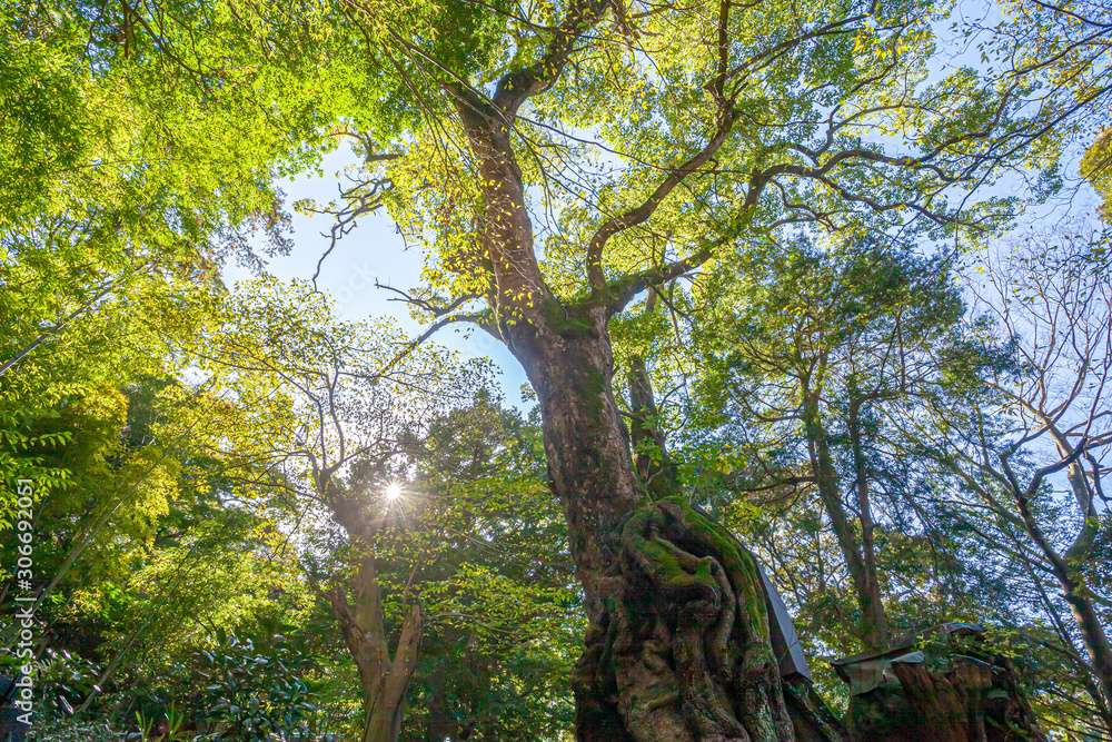 Fototapeta premium 熱海 来宮神社 大楠