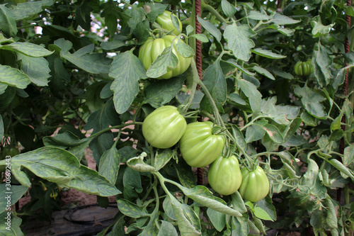 Wallpaper Mural Tomaten Torontodigital.ca