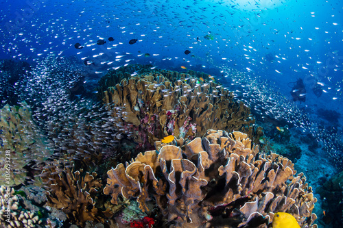 Beautiful tropical coral reef at Thailand's Similan Islands in the Andaman Sea photo