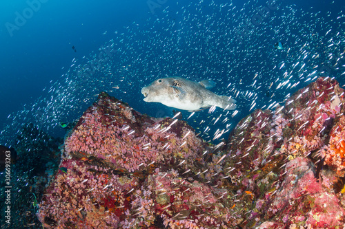 Large Pufferfish on a tropical coral reef (Koh Bon, Thailand) photo