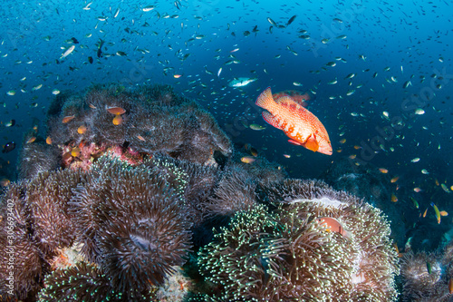 Colorful hard and soft corals on the reef at Richelieu Rock, Thailand