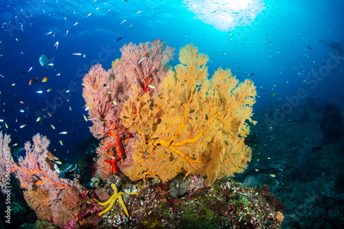 Beautiful, colorful tropical coral reef at Koh Tachai Island