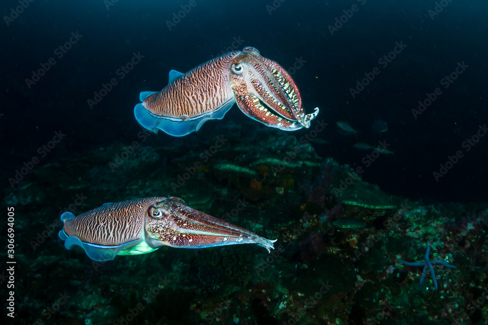 Mating Cuttlefish on a coral reef at dusk (Richelieu Rock) foto de Stock |  Adobe Stock