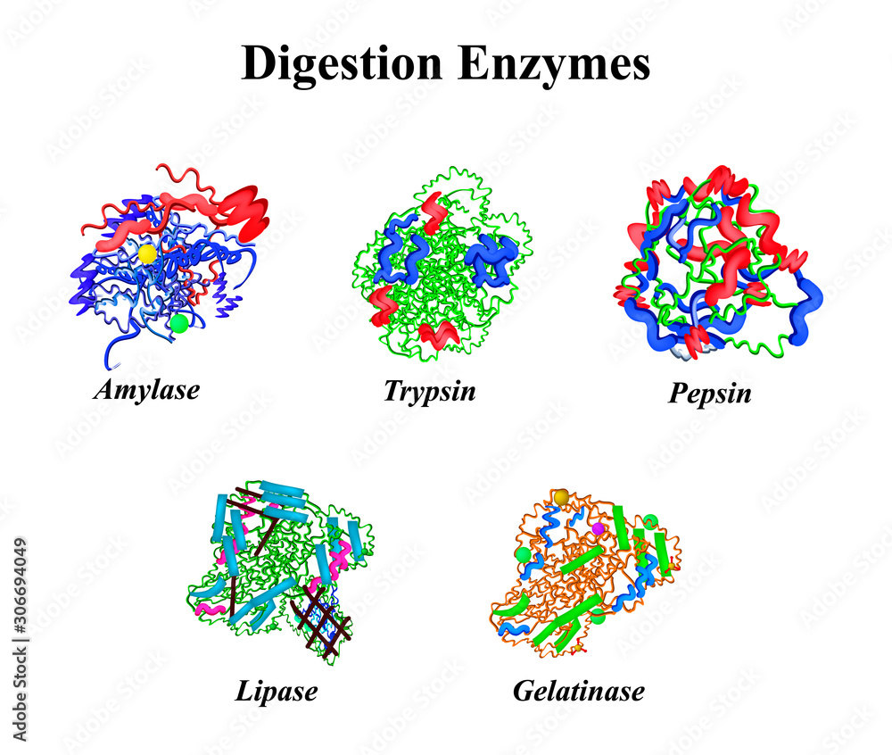 Digestion enzymes set. Chemical molecular formula. Amylase, Trypsin