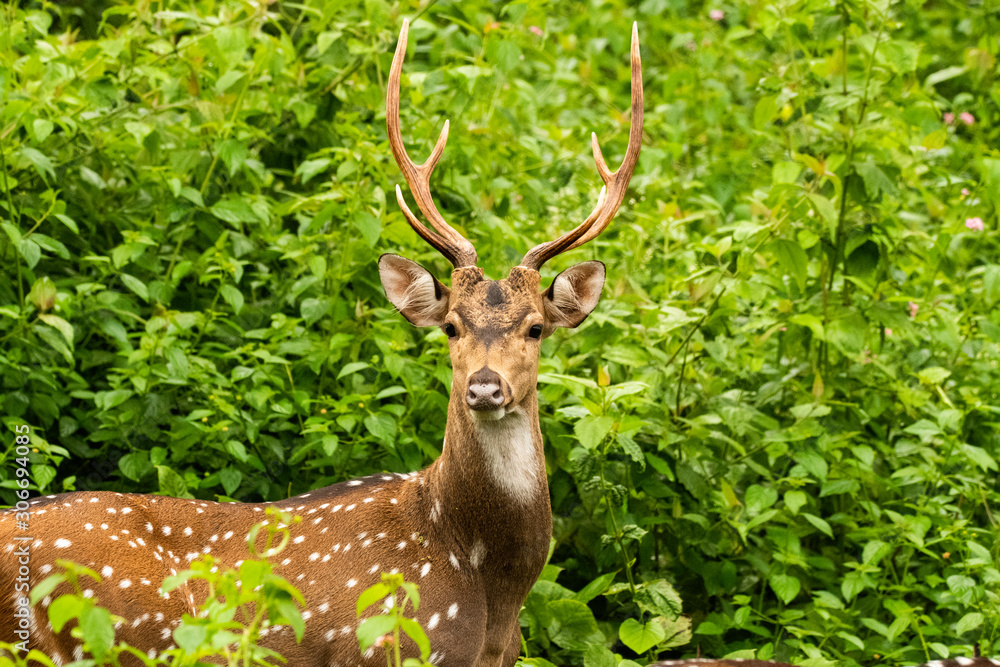 A closeup of Spotted deer face during a wildlife safari inside Nagarhole Tiger reserve A closeup of Spotted deer face during a wildlife safari inside Nagarhole Tiger reserve