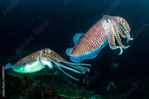 Mating Cuttlefish on a coral reef at dusk (Richelieu Rock)
