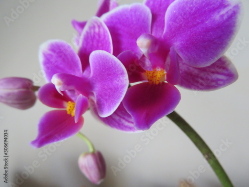 Beautiful orchid abode of intense color and a lot of beauty