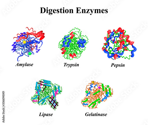 Digestion enzymes set. Chemical molecular formula. Amylase, Trypsin, Gelatinase, Pepsin, Lipase. Infographics. Vector illustration on isolated background.