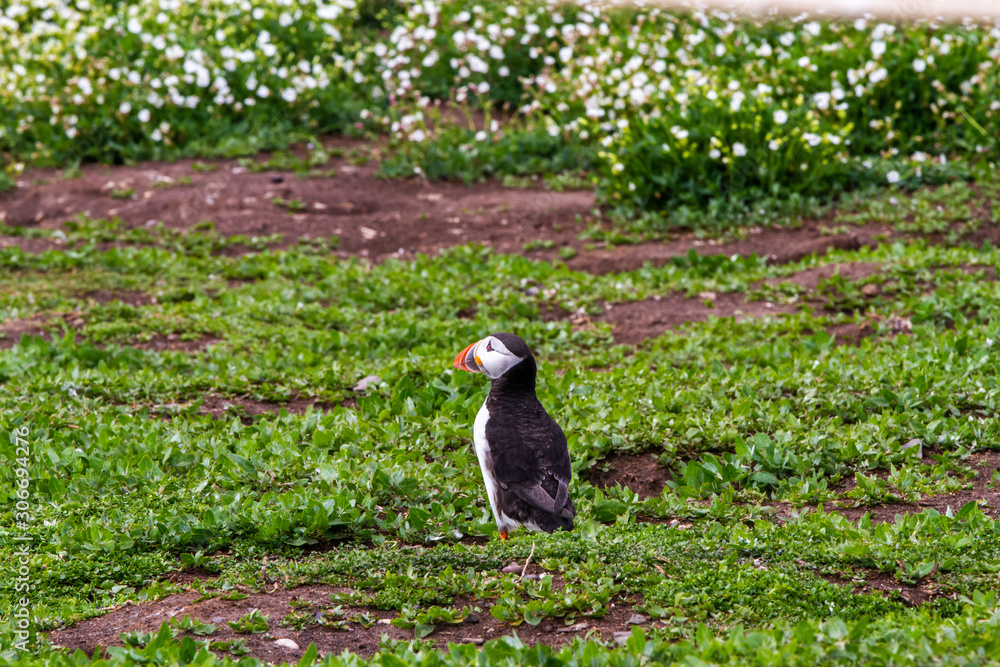 Obraz premium Puffins in Farne Islands