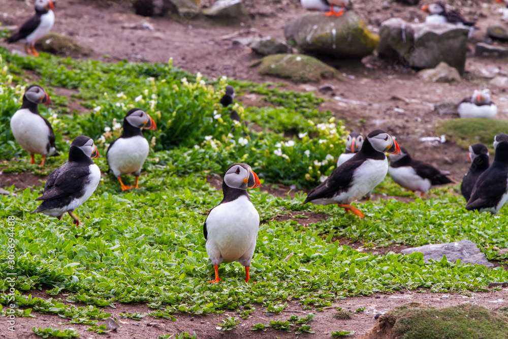 Puffins in Farne Islands Puffins in Farne Islands