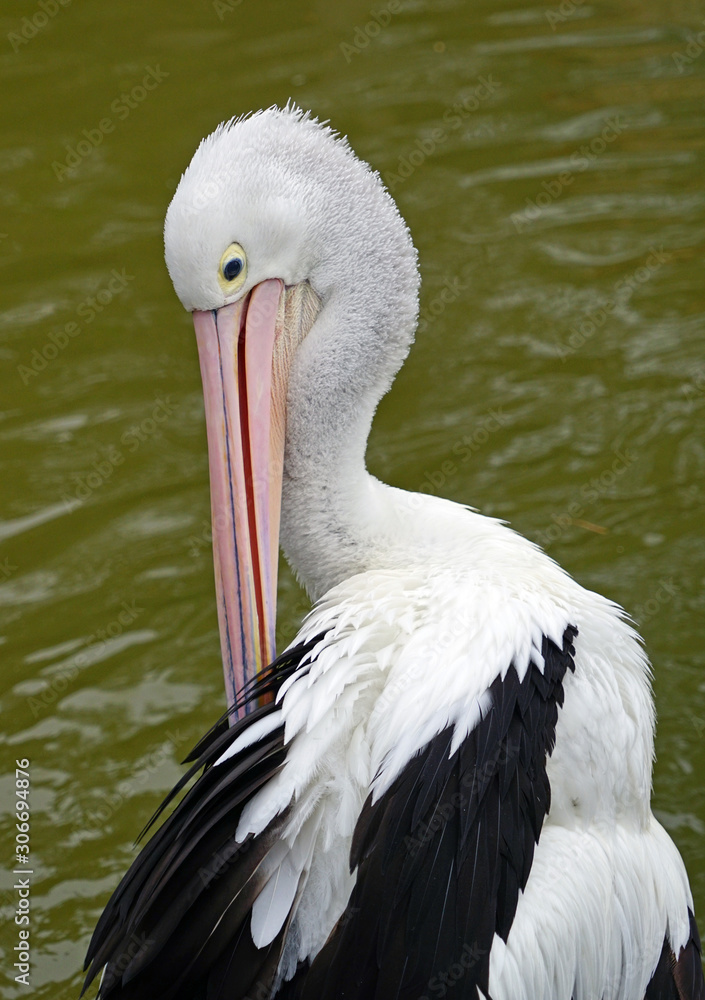 An Australian Pelican water bird with a pink beak